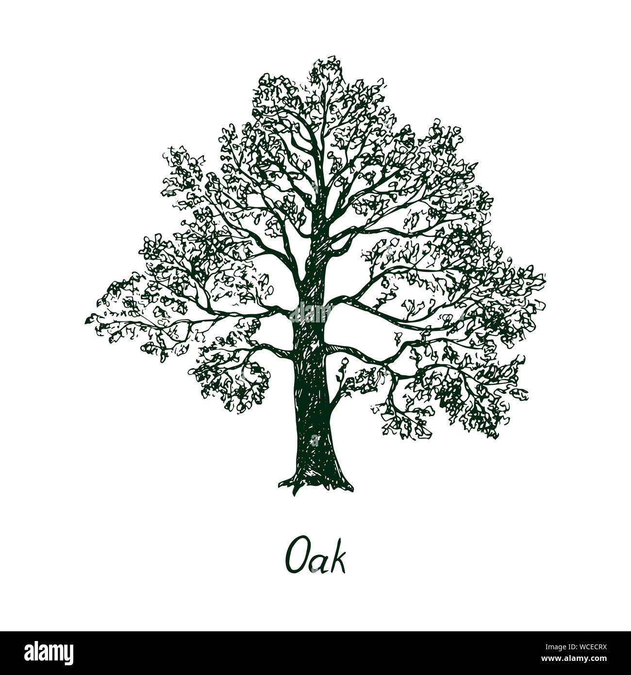 Oak Tree Tattoo Meaning Best Tattoo Ideas