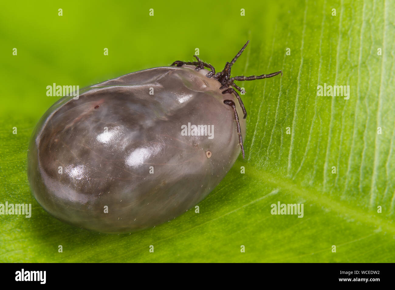 Underside of an engorged female deer tick detail. Ixodes ricinus. Bloated parasitic mite with brown-gray body full of blood on green leaf background. Stock Photo