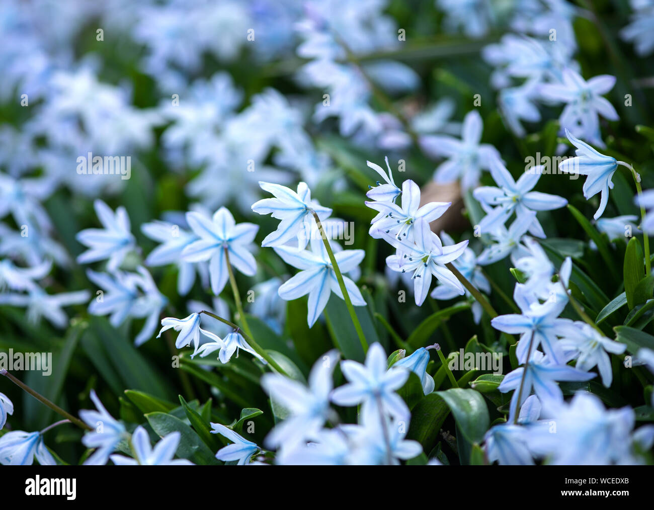 Siberian Squill (Scilla siberica) flowering in a garden. Austria Stock Photo