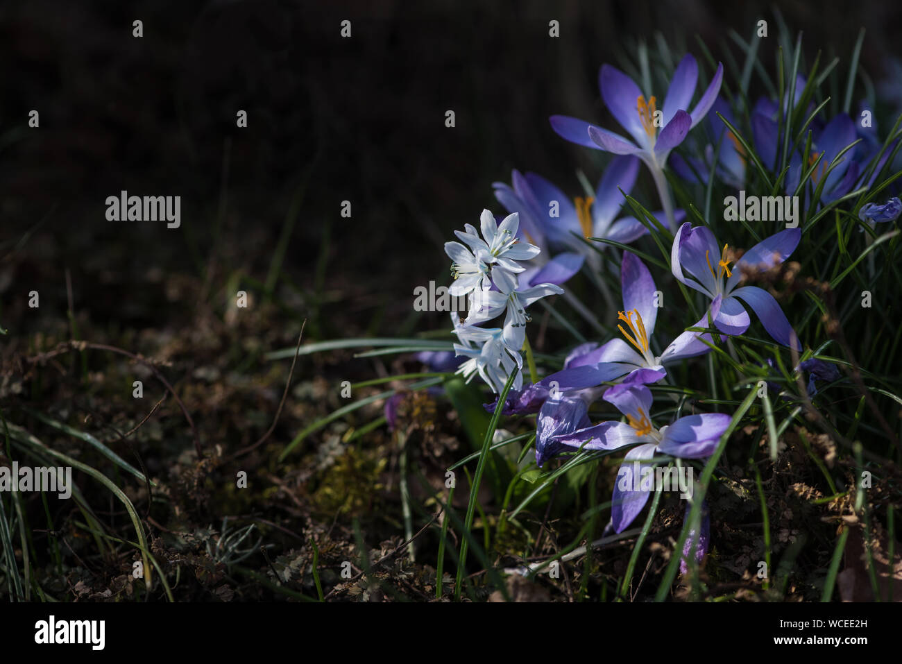 Woodland crocuses (Crocus tommasinianus) with dark background Stock Photo