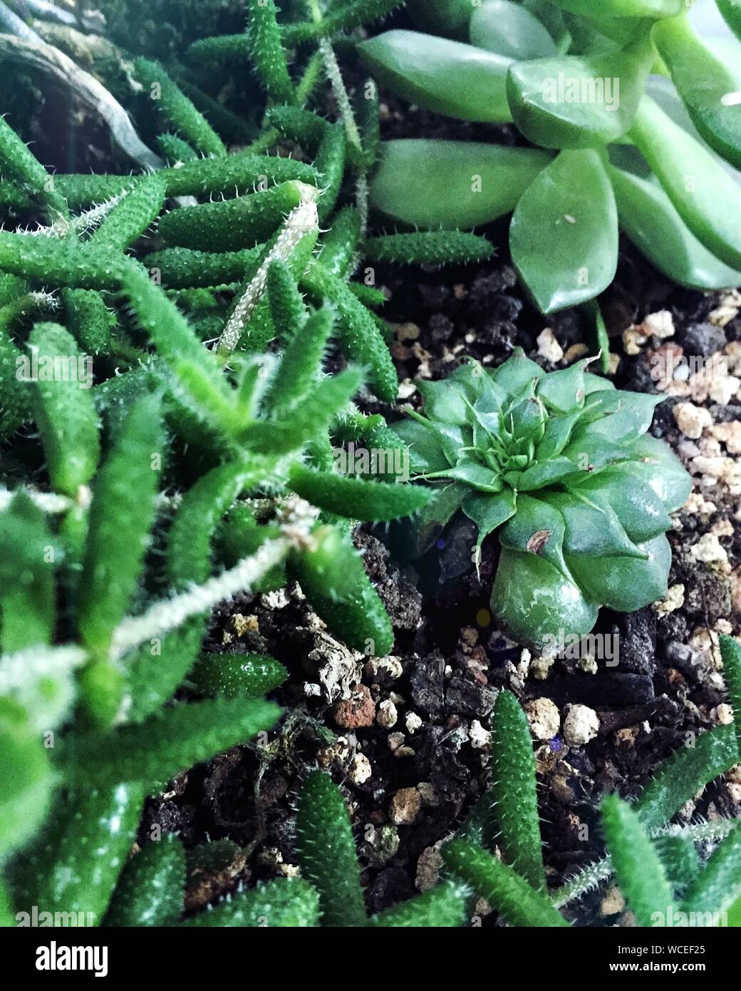 High Angle View Of Succulents Growing On Field Stock Photo