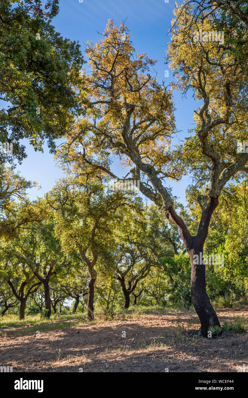 Cork tree plantation in Serra de Monfurado, near Almendres Cromlech, near Evora, Alentejo Central, Portugal Stock Photo