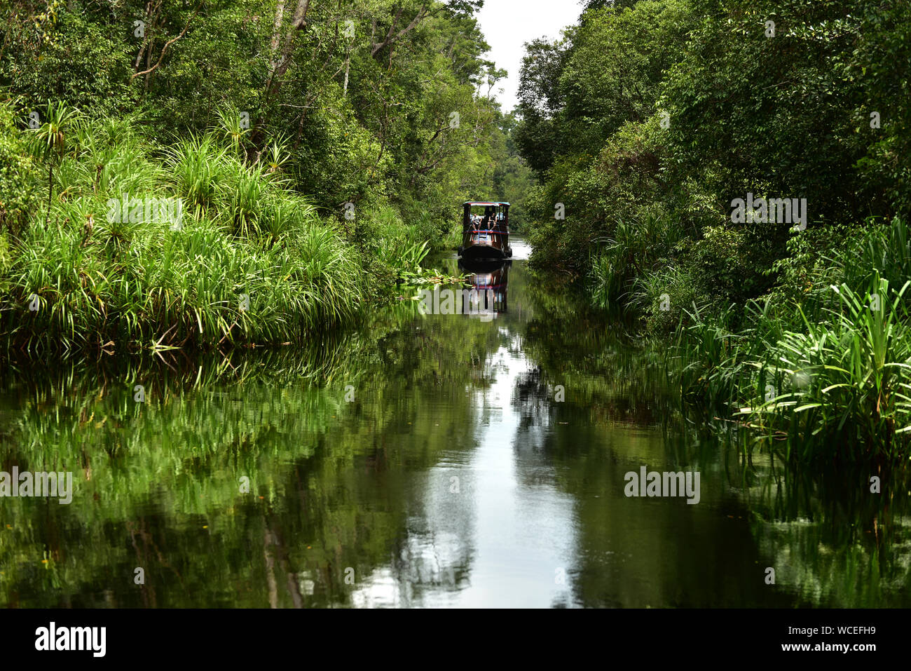 Klotok, a traditional wooden boat,  navigates the Sekonyer River with tourists. Tanjung Puting National Park, Kalimantan- Borneo, Indonesia Stock Photo