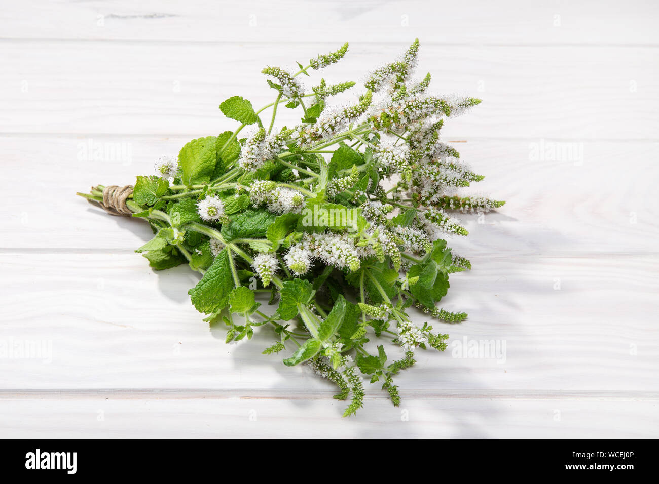 Fresh peppermint with flowers on white wooden background. Mentha rotundifolia Stock Photo