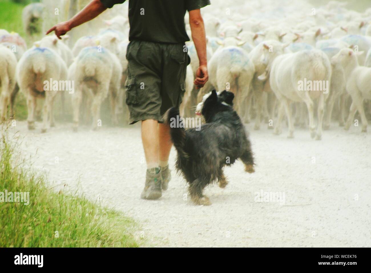 Herding sheep with dog hires stock photography and images Alamy