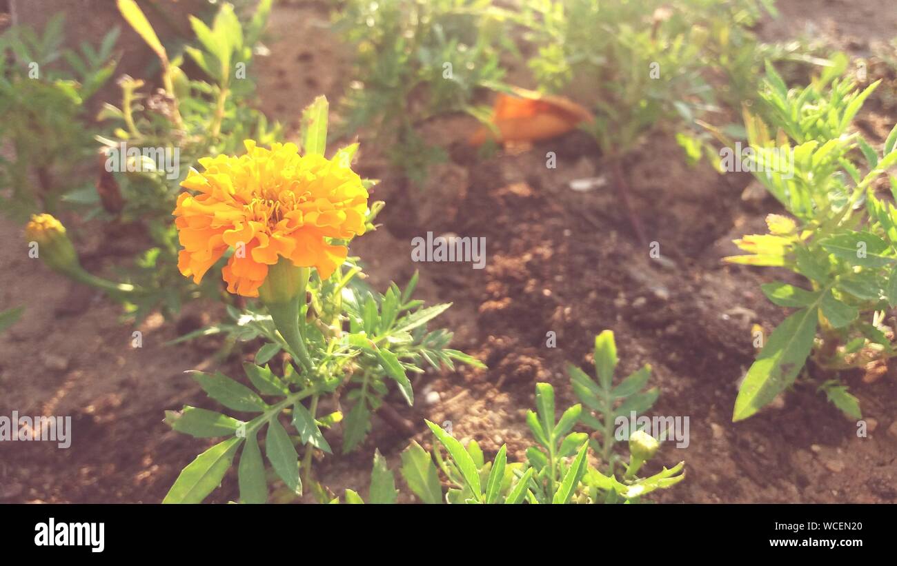 Marigold Blooming On Field Stock Photo