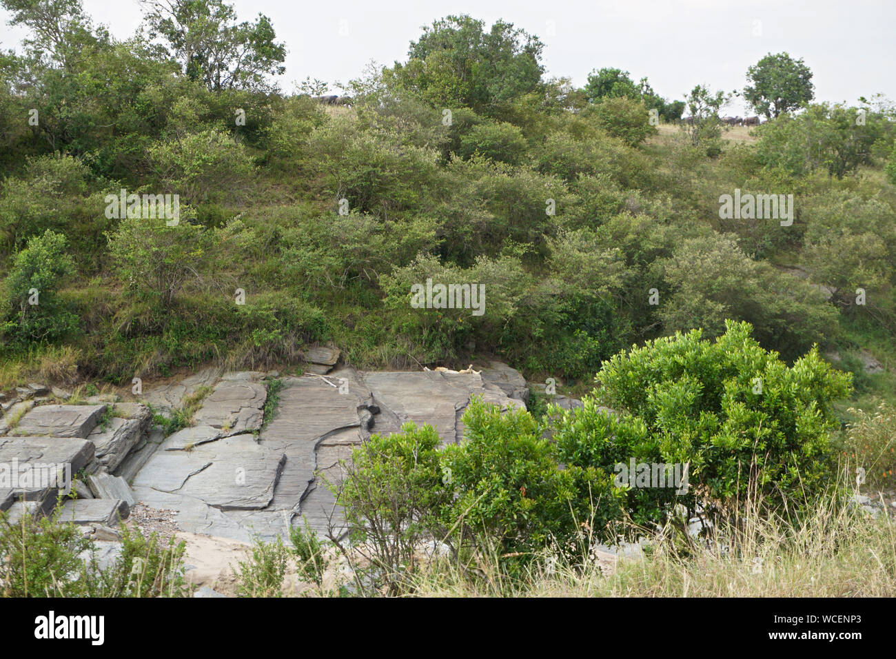 Trees and rocks Stock Photo - Alamy