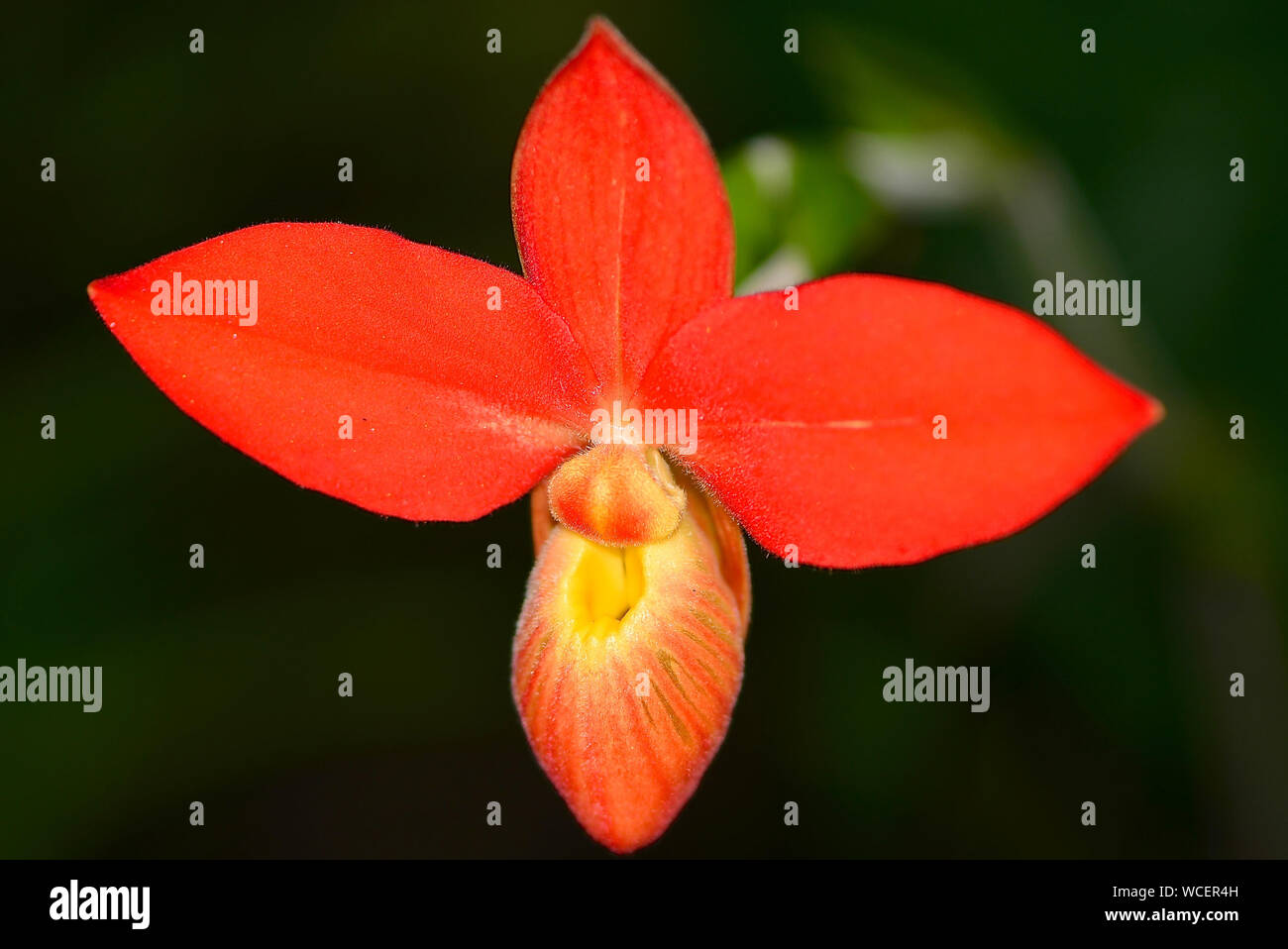 Phragmipedium besseae. Slipper Orchid flower Stock Photo