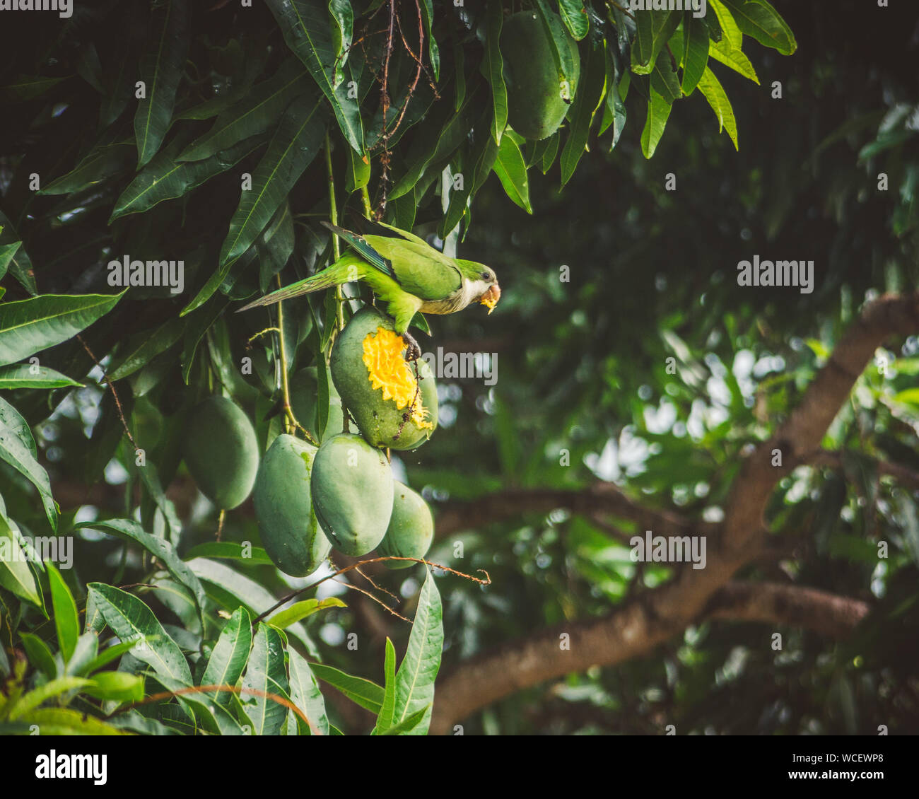 Closeup Of Parrot On Mango Tree Stock Photo Alamy