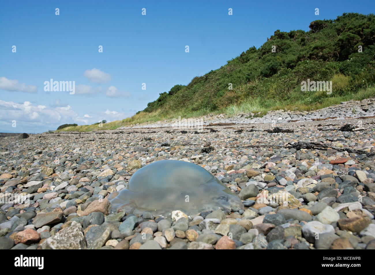 Jellyfish washed up on a stony beach, Lancashire, UK Stock Photo