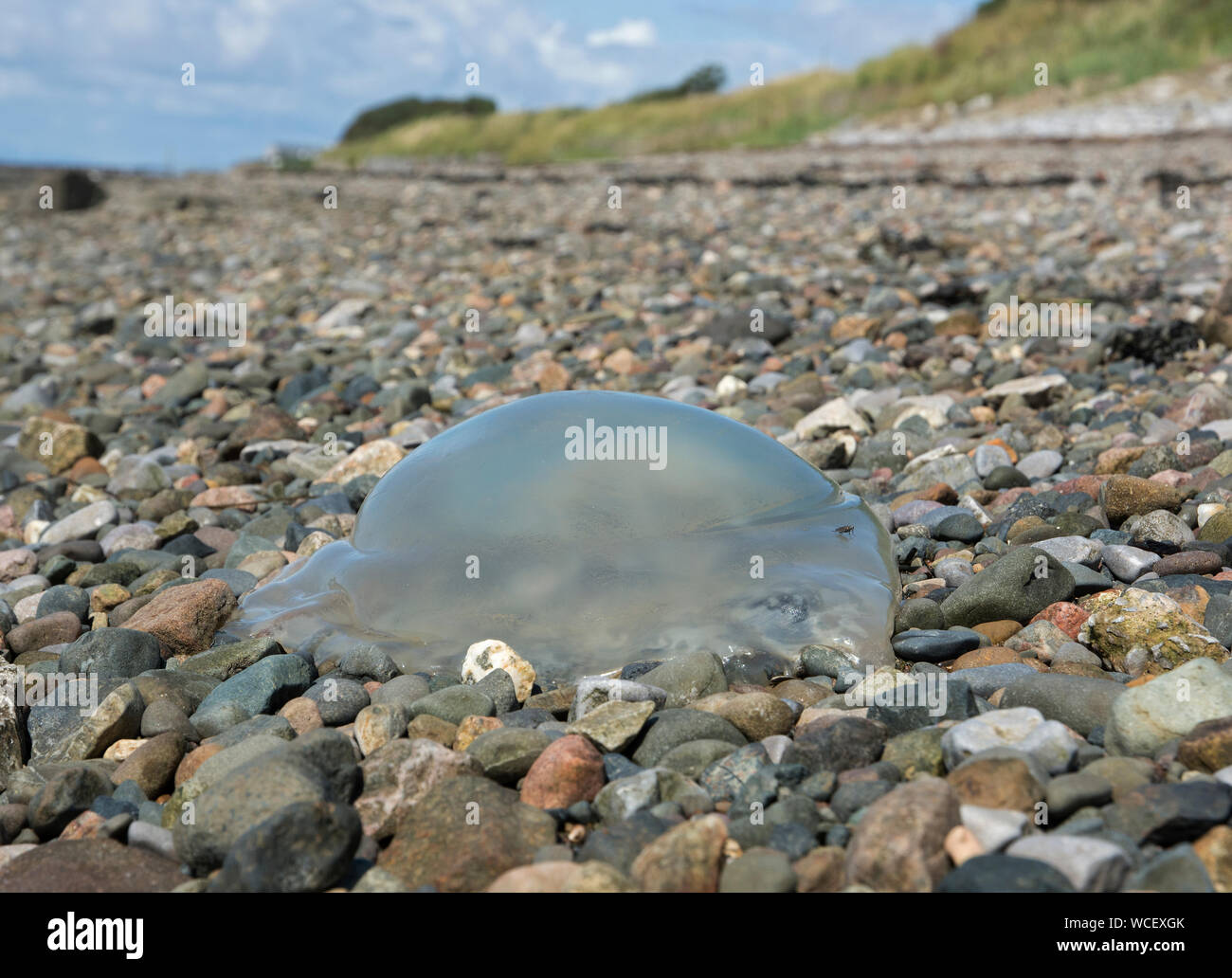 Jellyfish washed up on a stony beach, Lancashire, UK Stock Photo