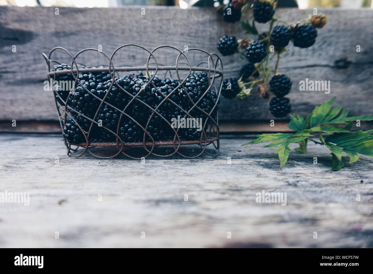 Container of blackberries hi-res stock photography and images - Alamy