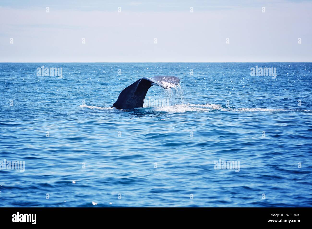 Whale Tail Fluke In Sea Against Sky Stock Photo