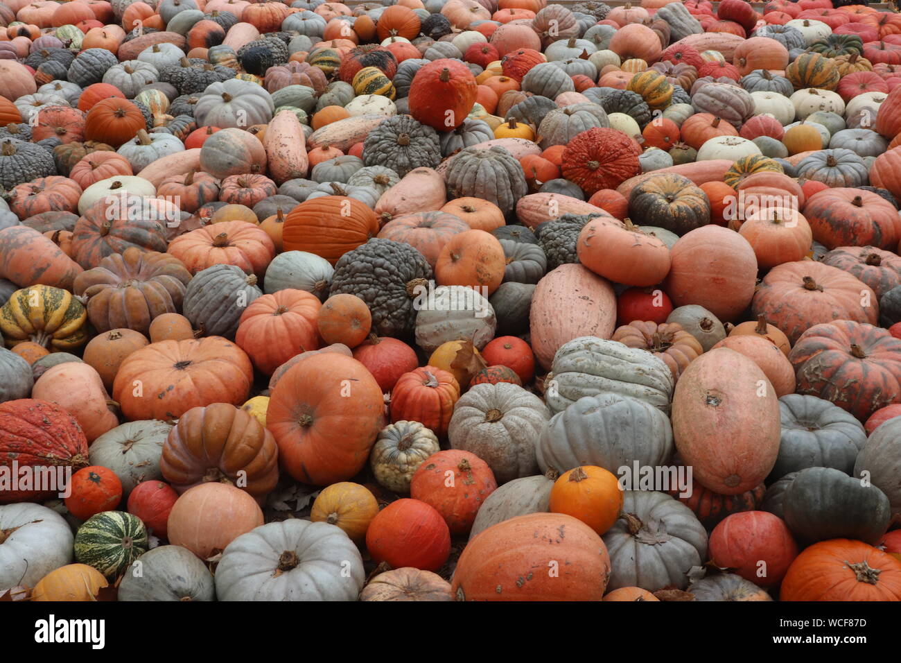 Different types and colors of Pumpkins Stock Photo