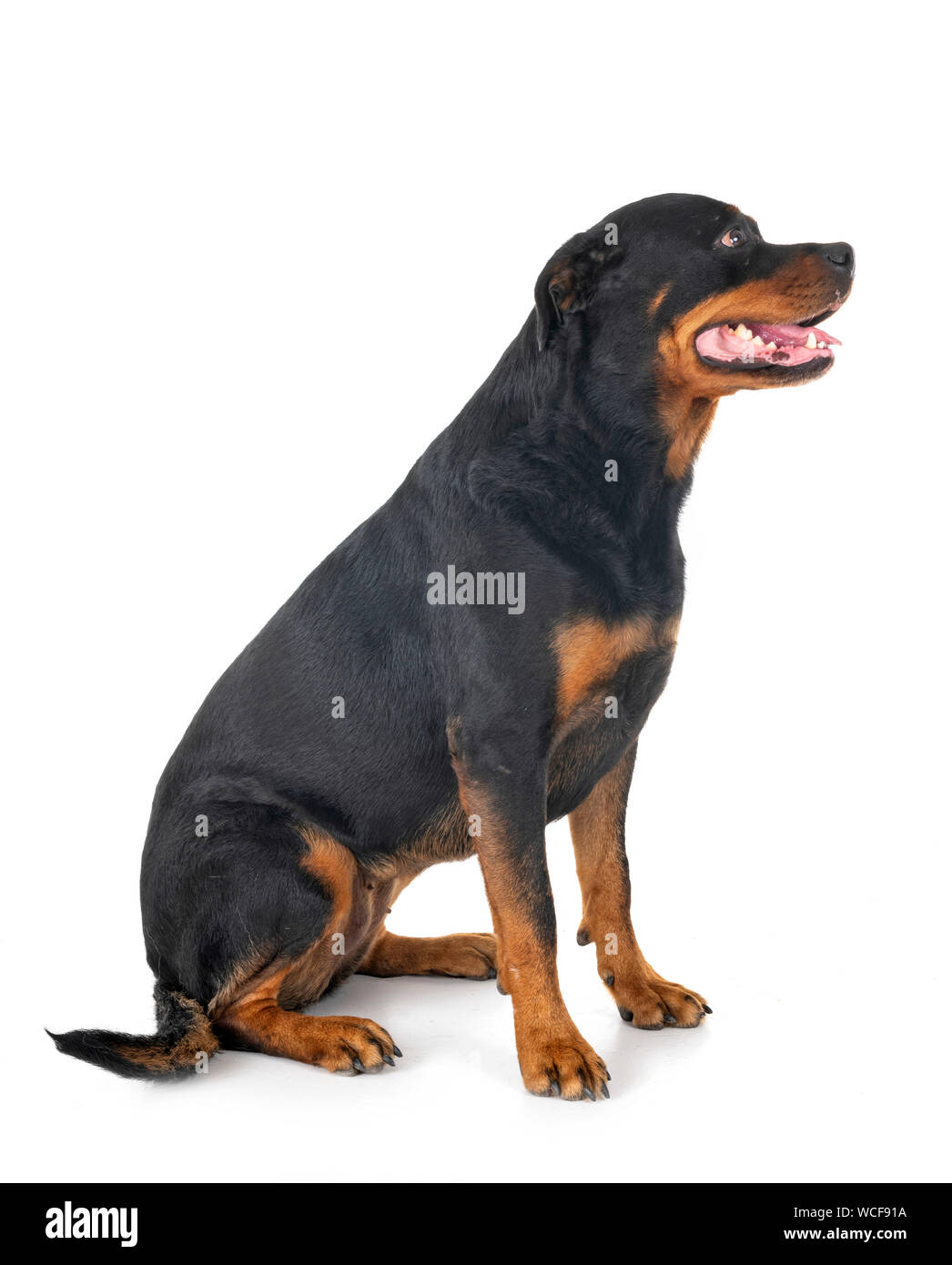 Can Purebred Rottweilers Have White On Them