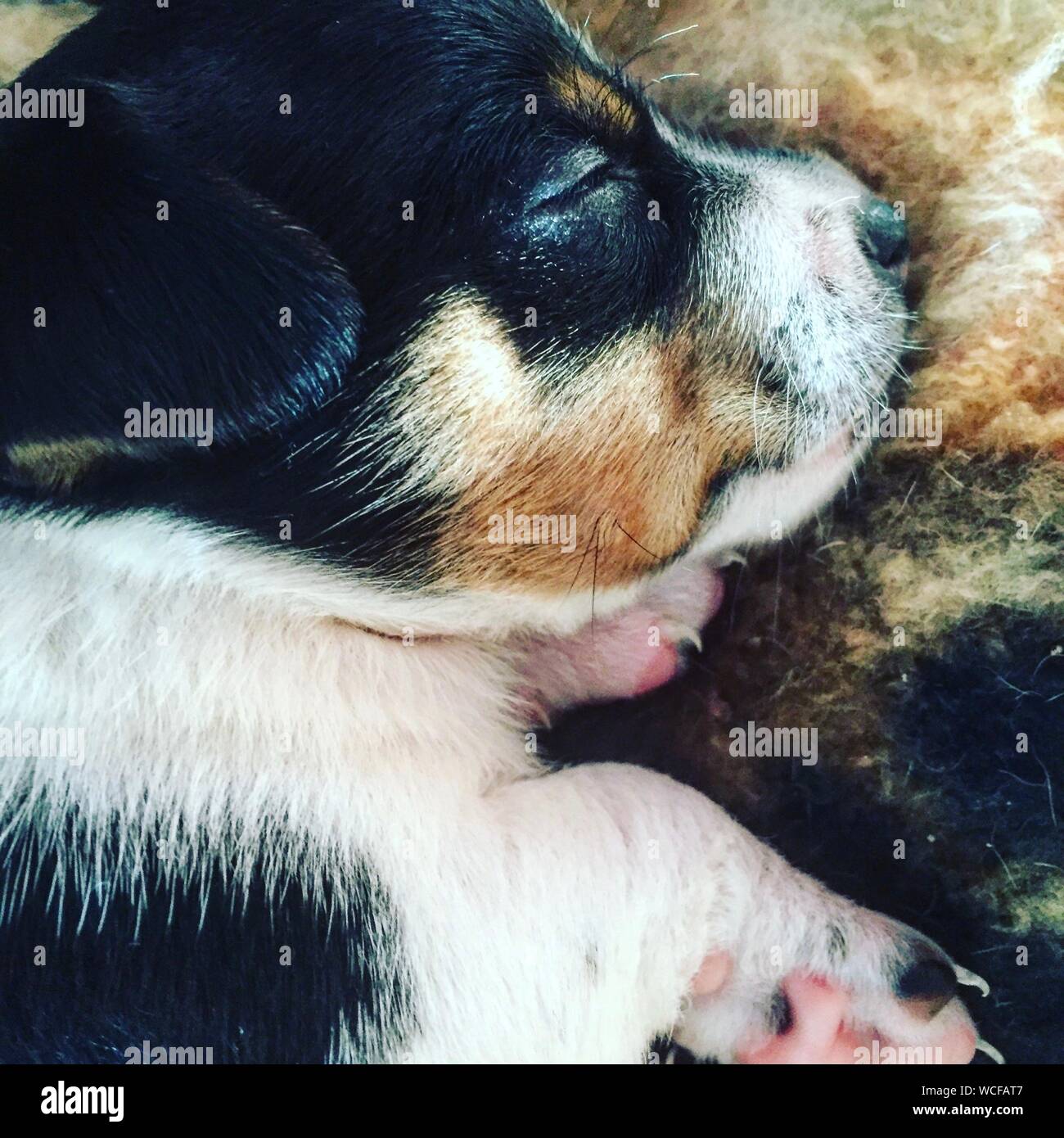 Tenterfield Terrier High Resolution Stock Photography And Images Alamy