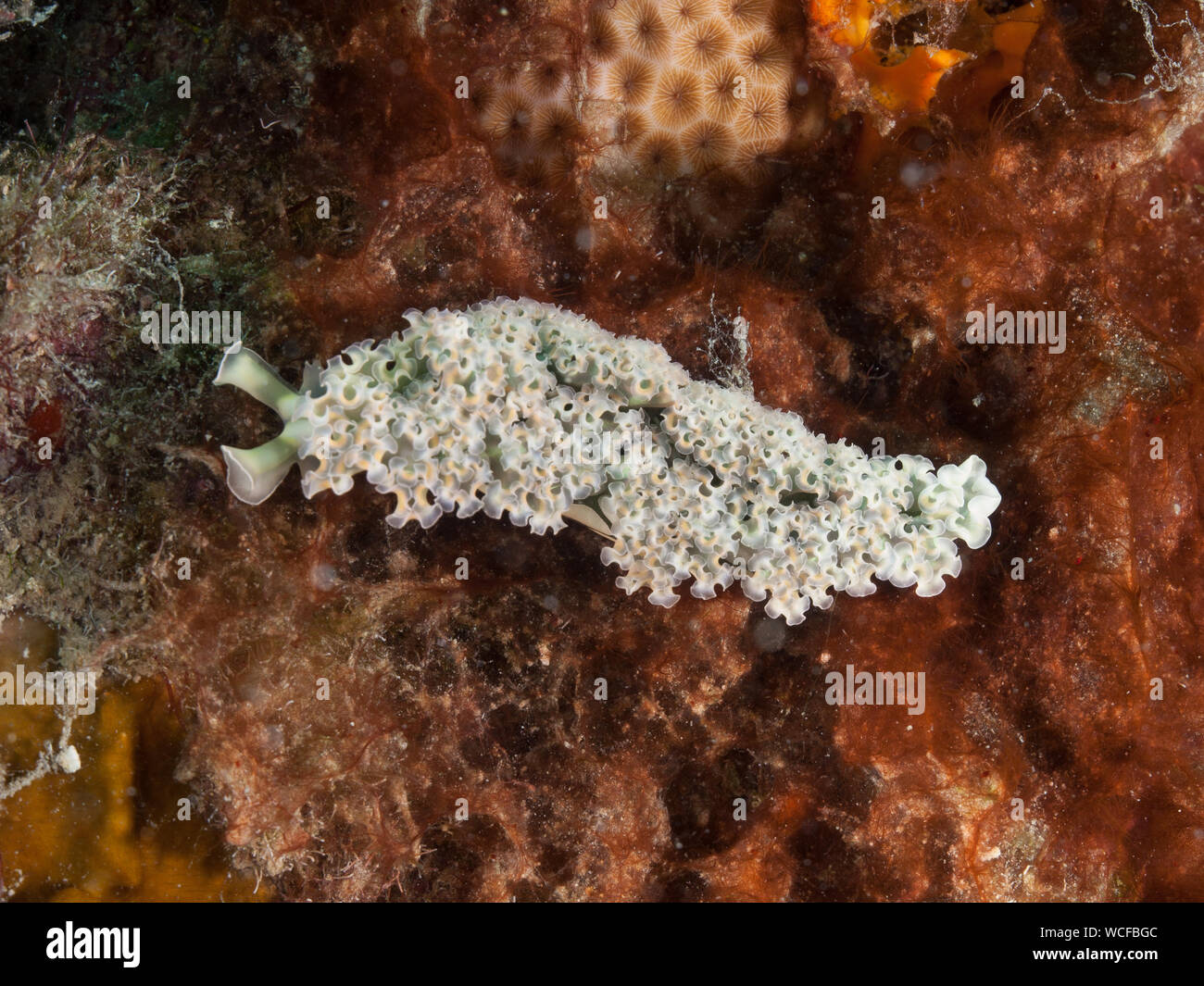 Lettuce Sea Slug (Elysia crispata), Bonaire, Netherlands Antilles