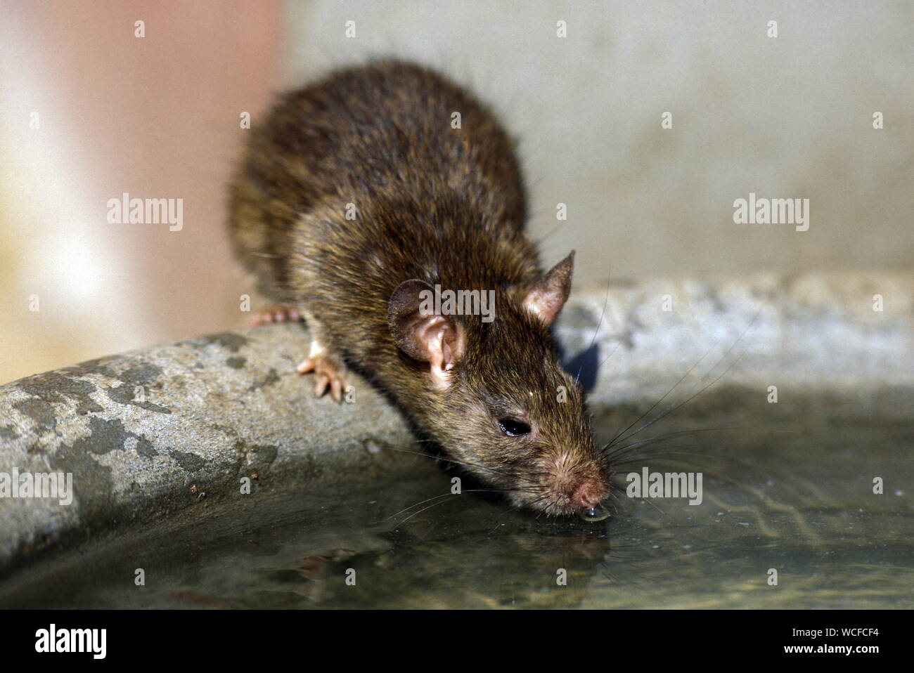 Water Rat Stock Photos & Water Rat Stock Images Alamy