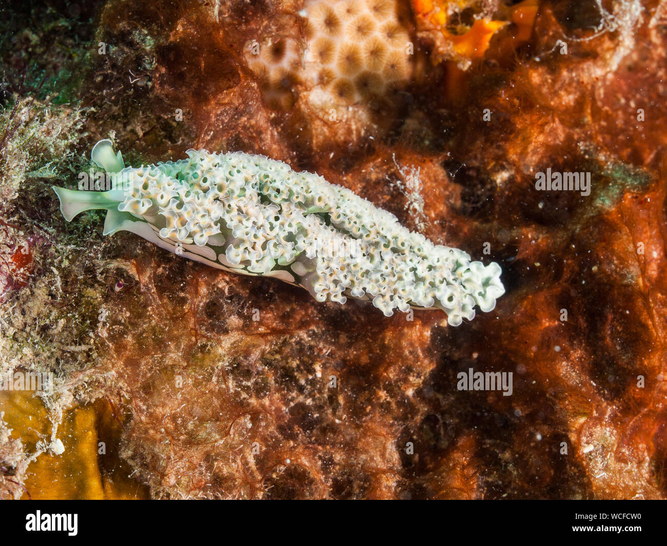 Lettuce Sea Slug (Elysia crispata), Bonaire, Netherlands Antilles