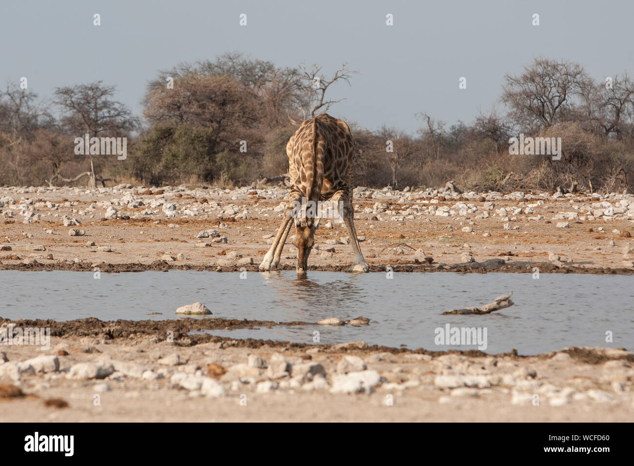 Giraffe Drinking In Waterhole Against Clear Sky Stock Photo