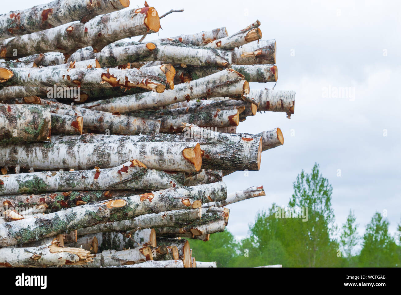 Felled trees lie in a pile on the edge of the forest Stock Photo - Alamy