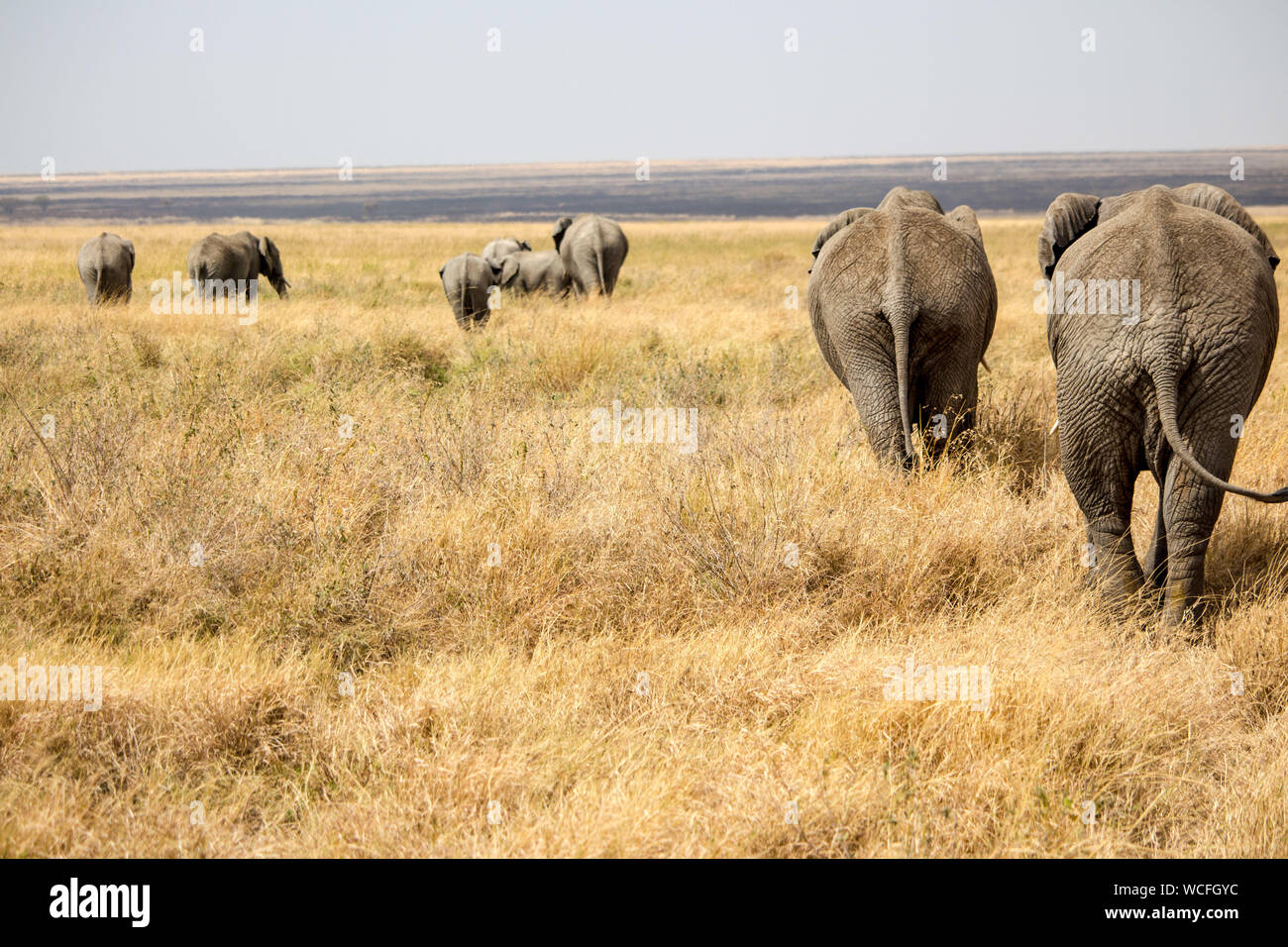 Elephants On Grassy Field At Ngorongoro Conservation Area Stock Photo