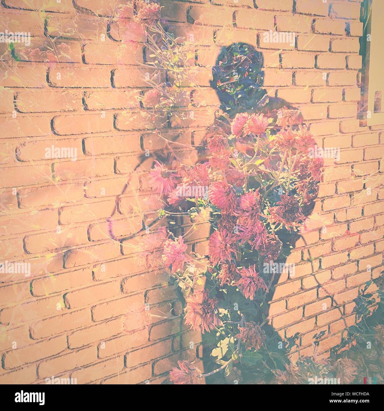 Multiple Exposure Image Of Man With Flowers Walking By Brick Wall Stock Photo