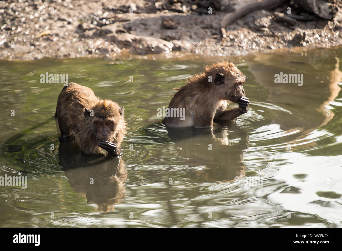 Monkeys Swimming In Lake Stock Photo