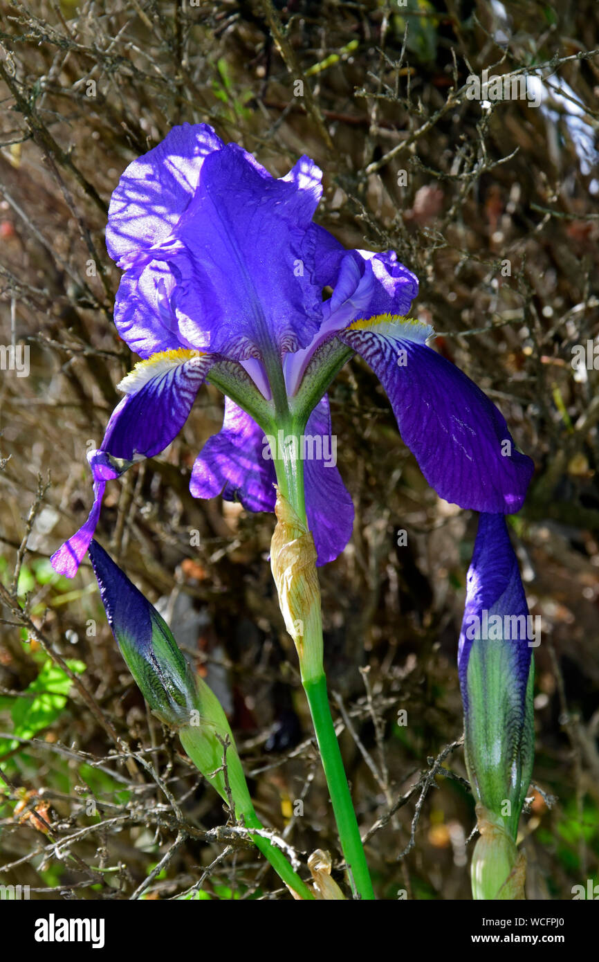 Side lit bearded blue iris with brown background Stock Photo