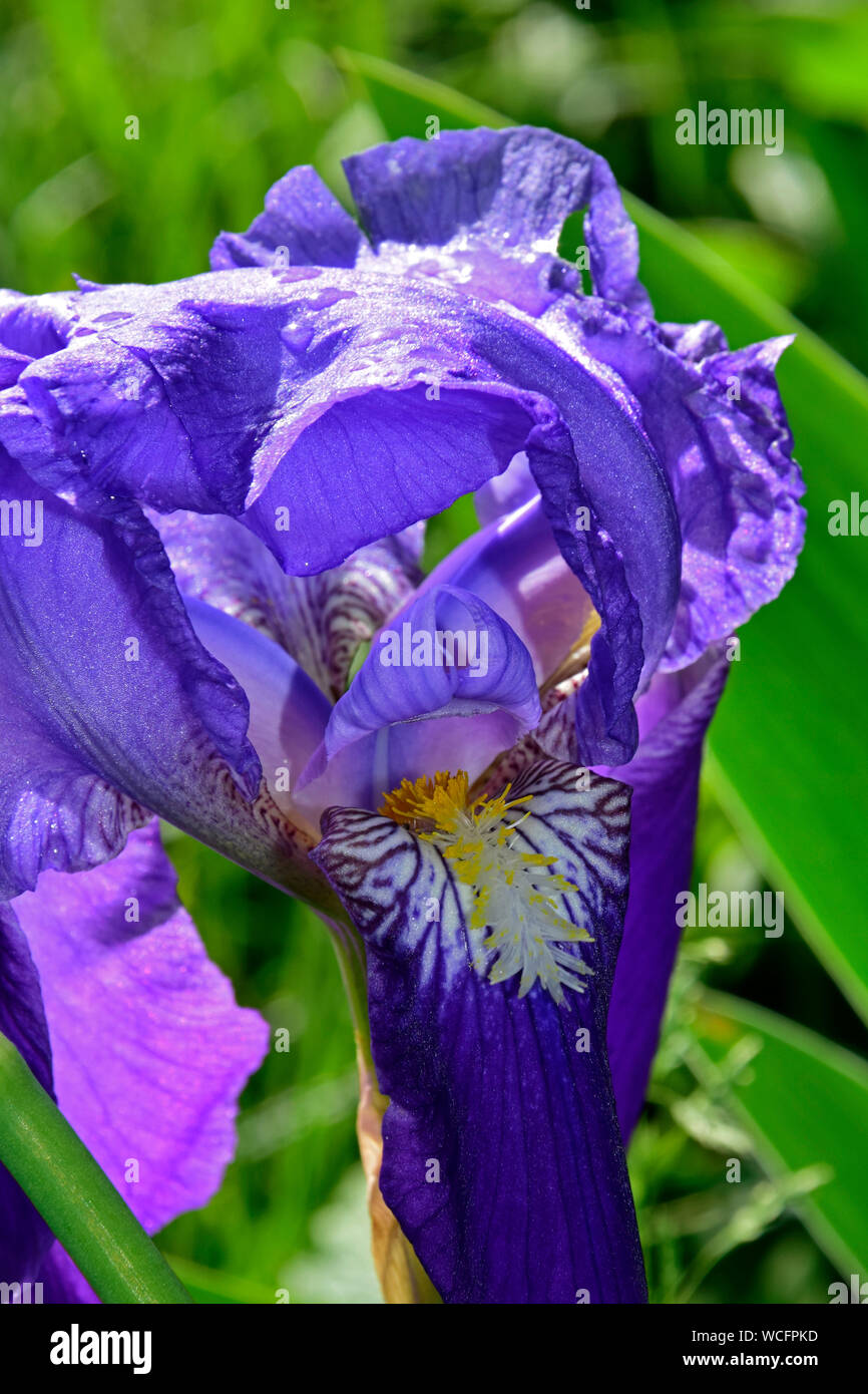 Close up view on side lit bearded blue iris with blurry green background Stock Photo
