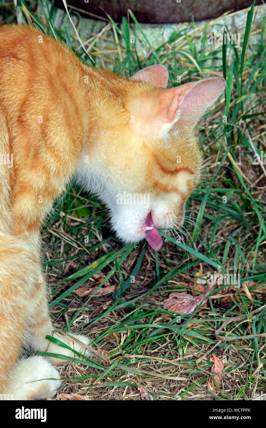 A ginger tabby cat eating grass , lateral close-up view Stock Photo