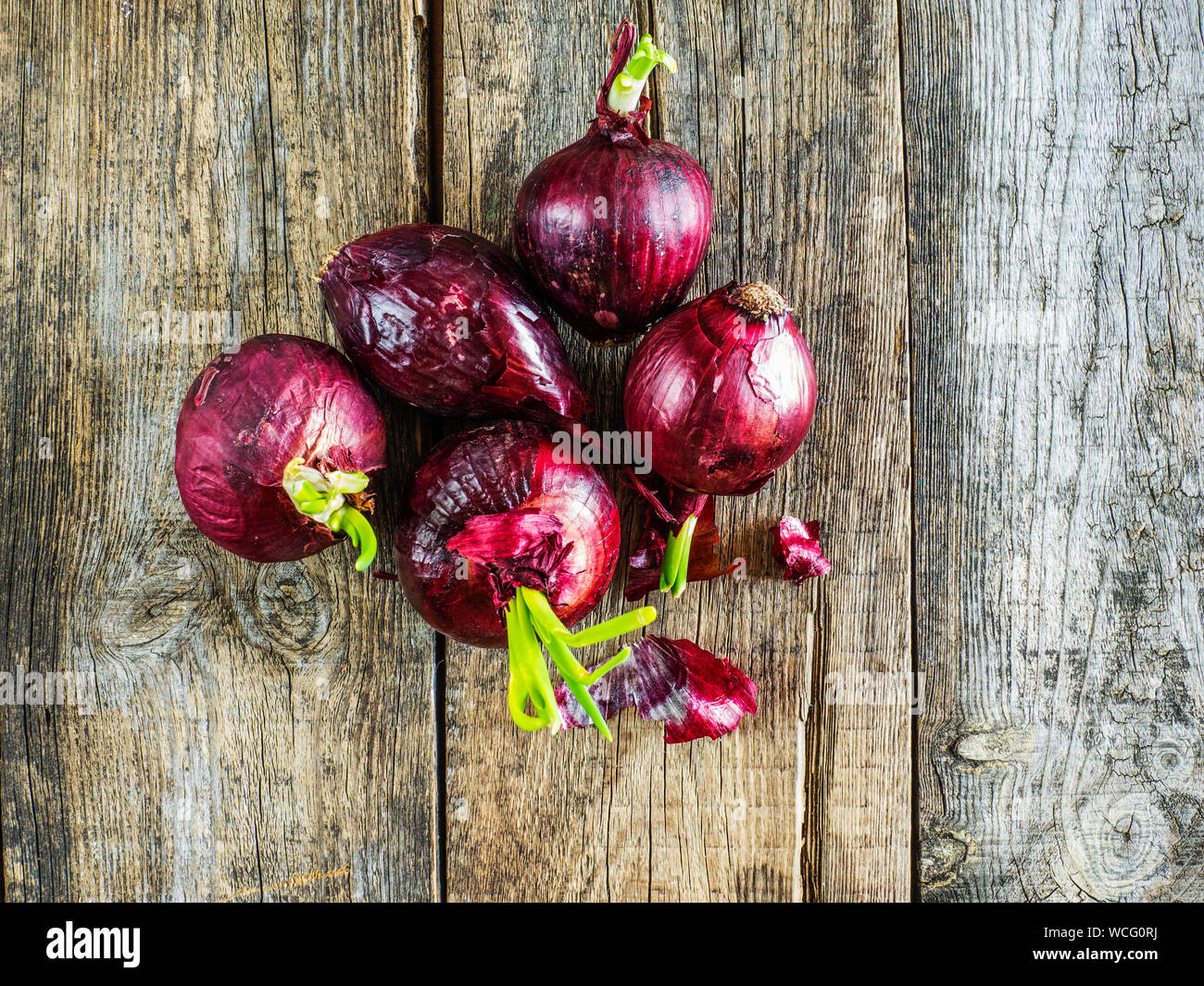 Directly Above Shot Of Sprouted Onions On Wooden Table Stock Photo