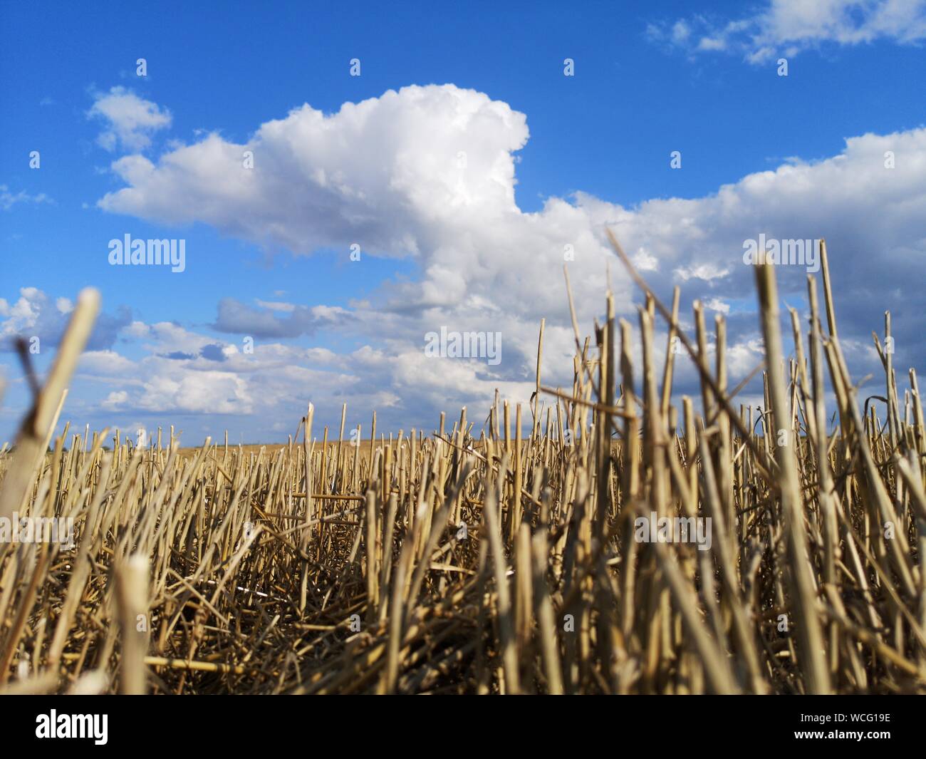 Wheat field after harvesting with stubble and summer clouds Stock Photo ...