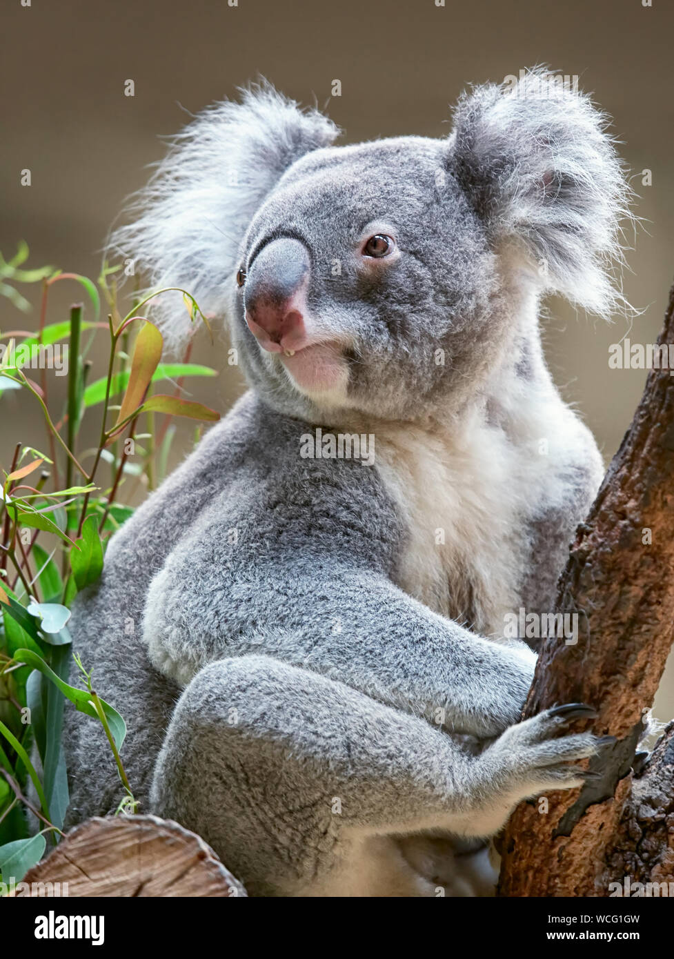 Curious koala bear hi-res stock photography and images - Alamy