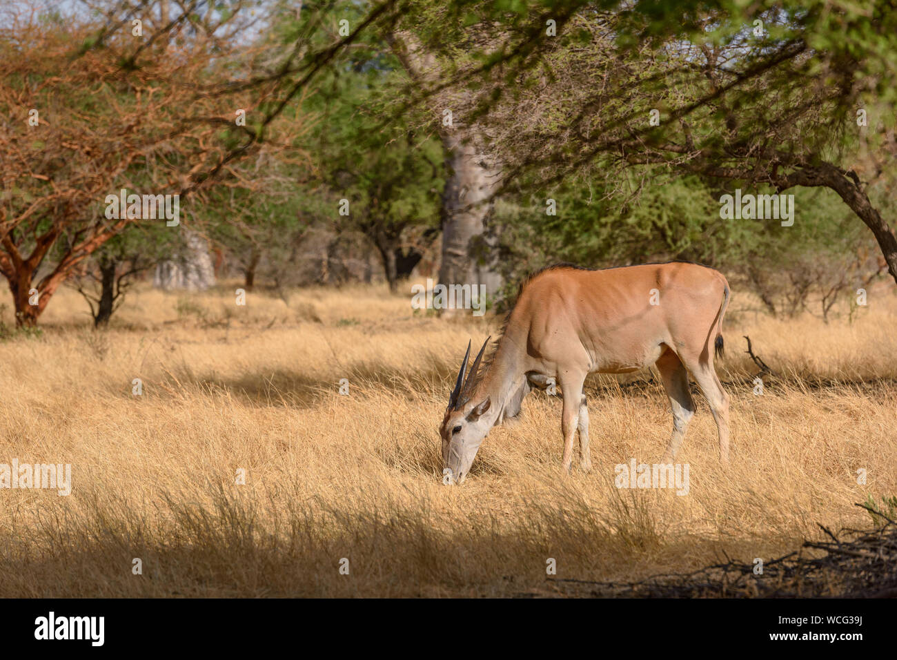Common Eland - Taurotragus oryx, large rare antelope from African bushes and savannah, Senegal Stock Photo