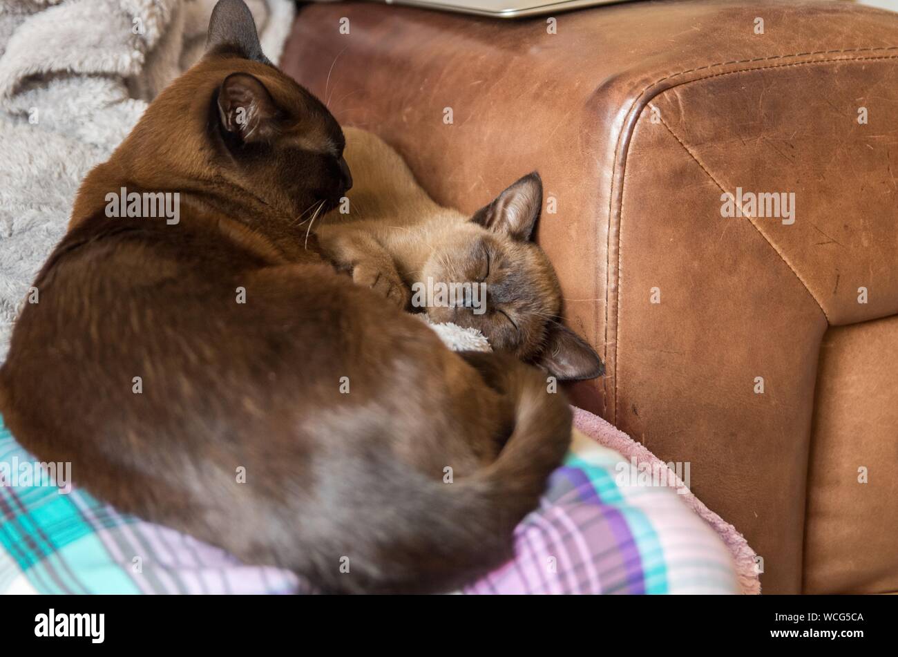 leather sofa and cats