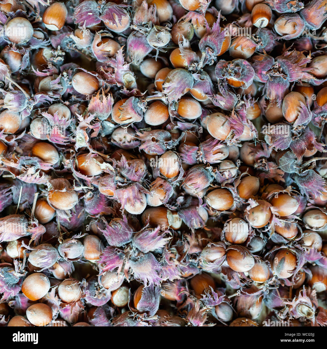 Hazelnut filbert nut Corylus Maxima. Organic cobnuts autumnal harvest still life photo. Macro view, selective focus. Stock Photo
