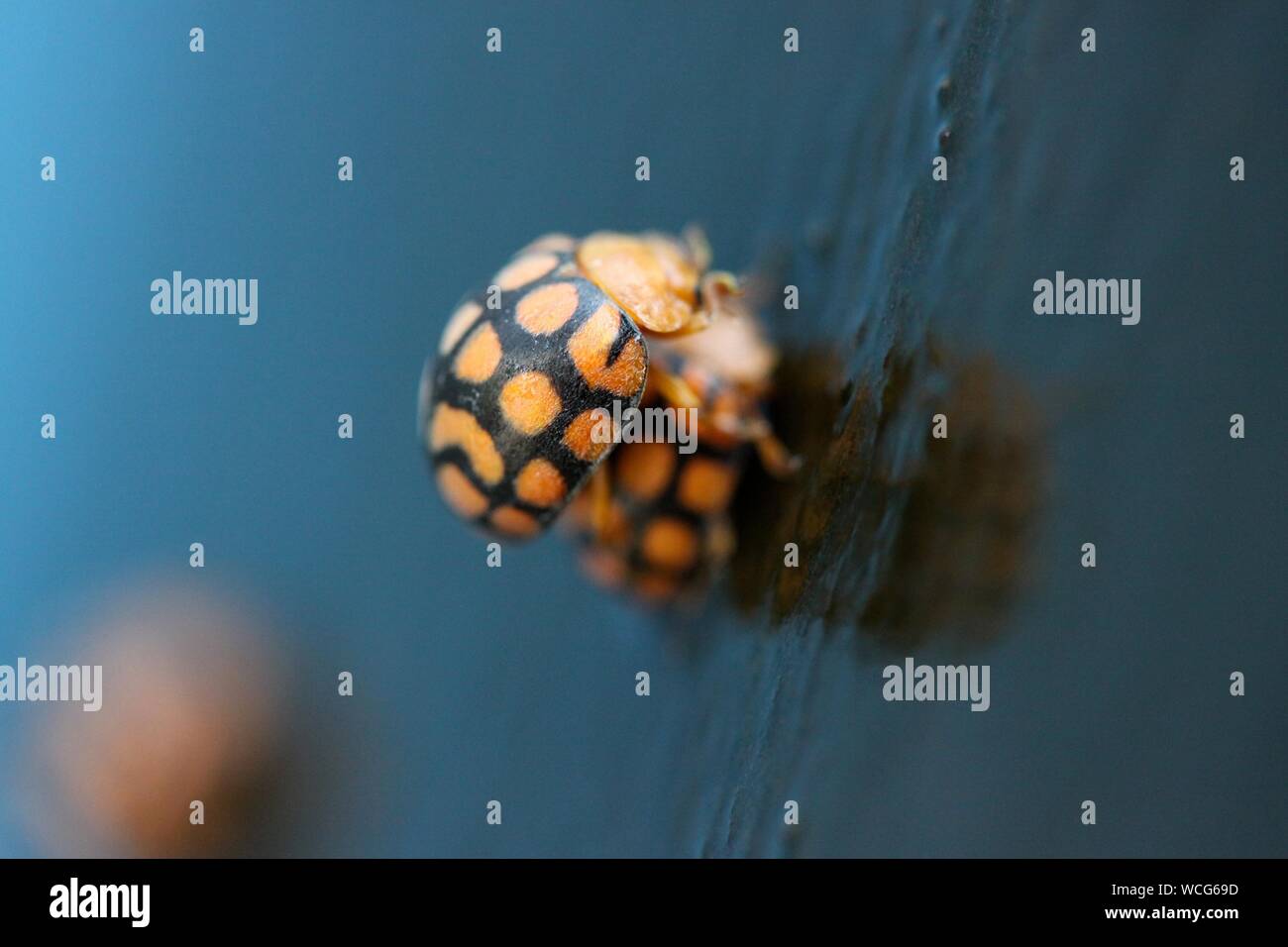 Tilt Shot Of Ladybugs Mating On Wet Floor Stock Photo Alamy