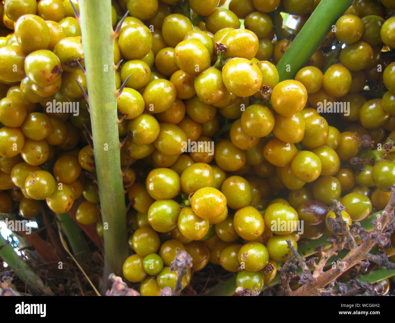 Closeup Of Date Palm Fruits Stock Photo Alamy