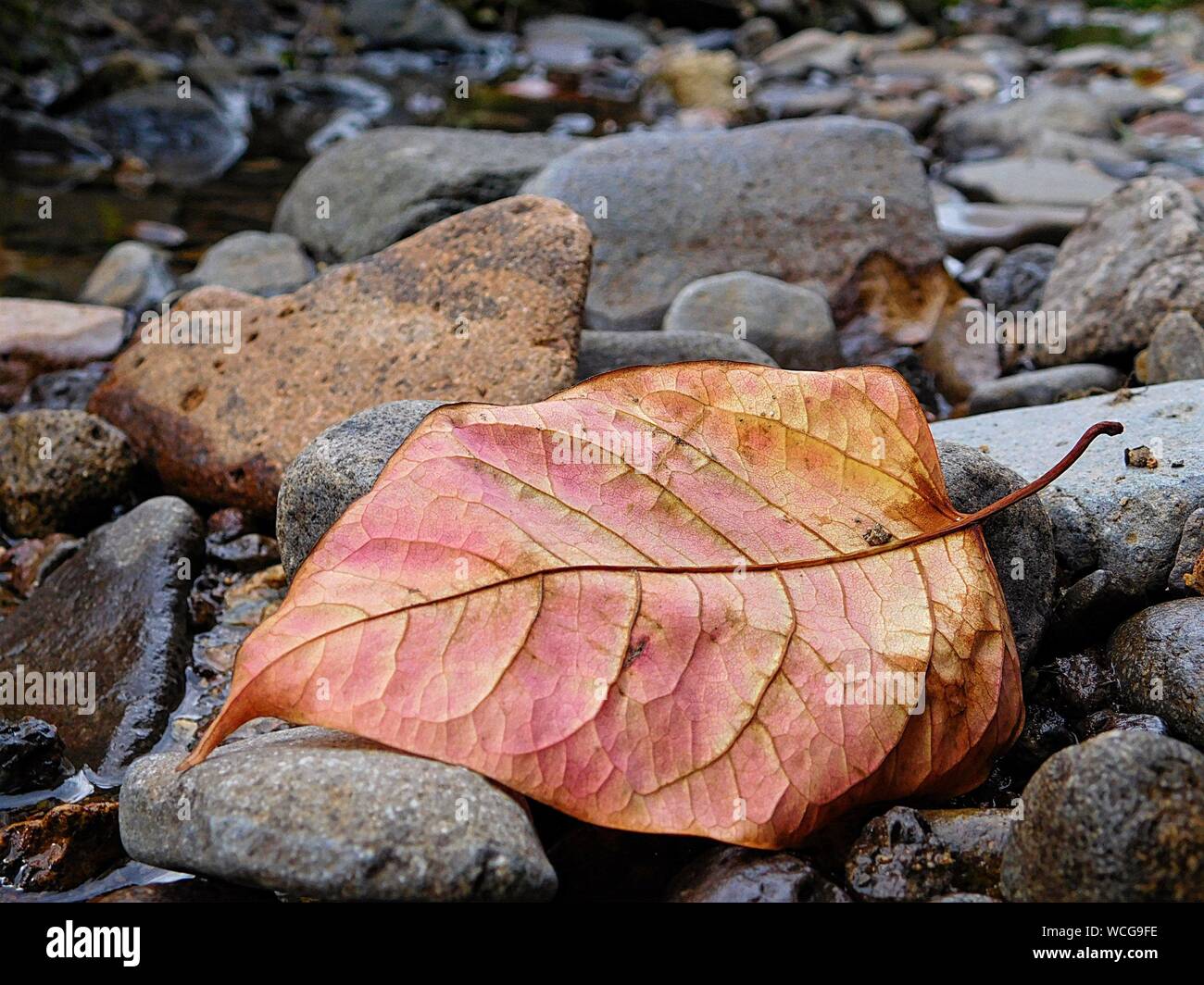 Close-up Of Dead Leaf On Stones Stock Photo
