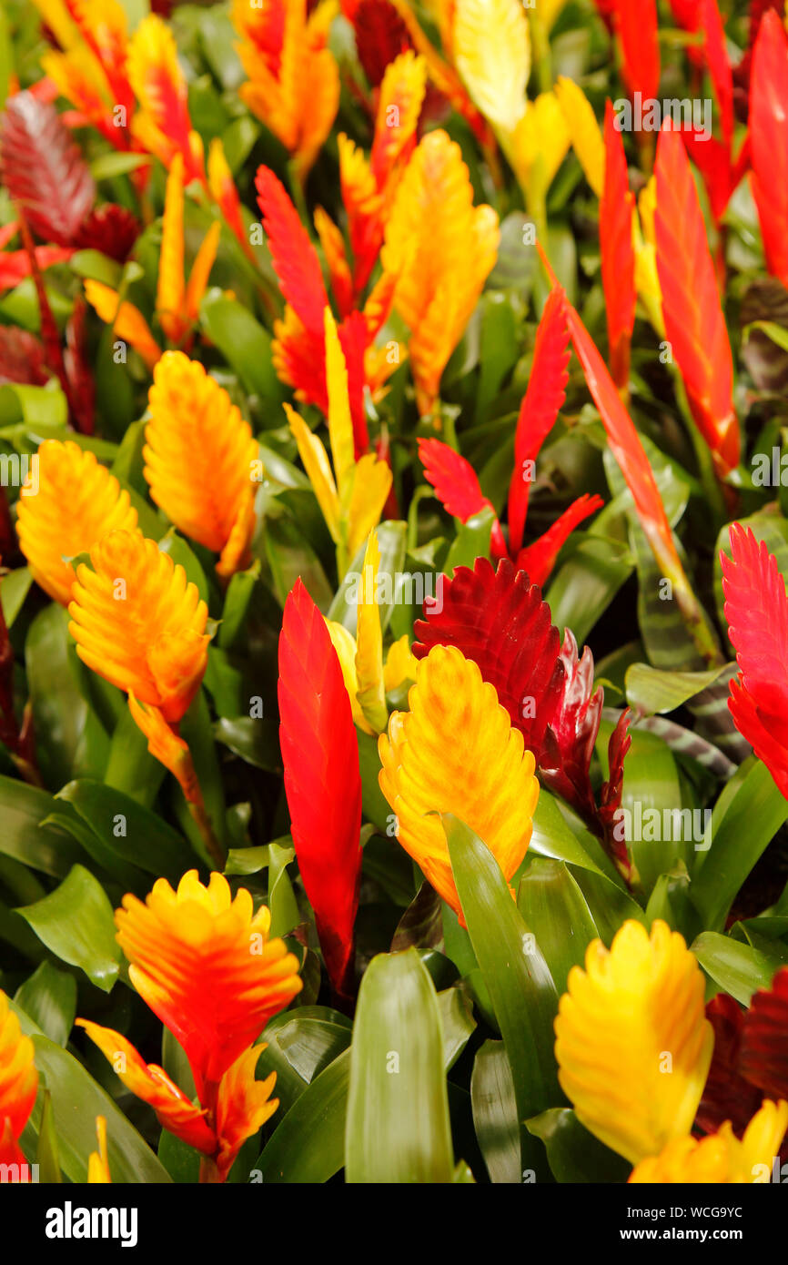 Vriesea for sale. Stock Photo