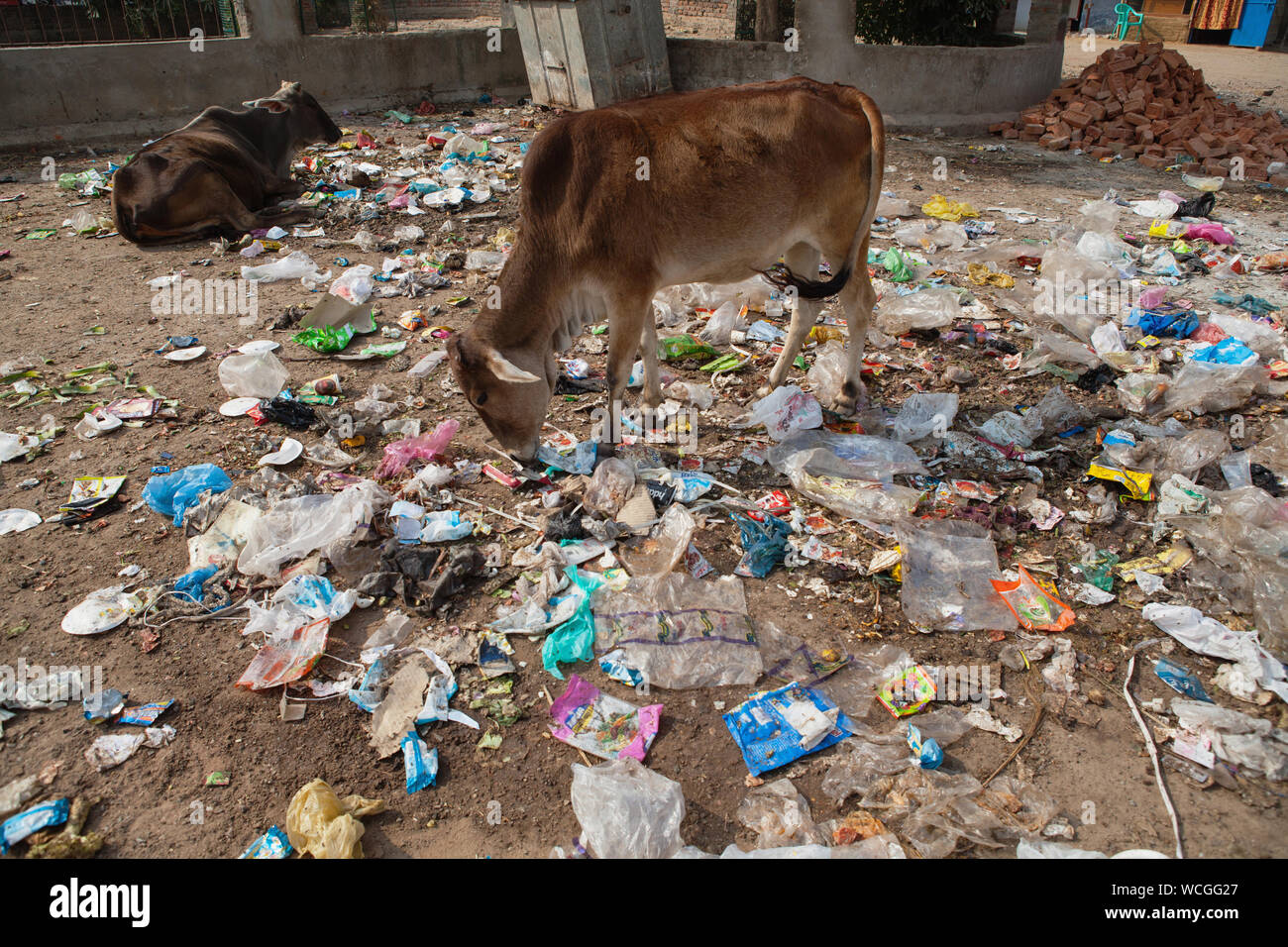 India, Bihar, Bodhgaya, A cow eats litter and waste Stock Photo - Alamy