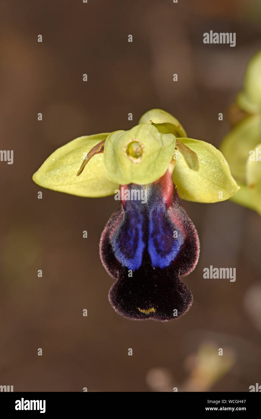 Rainbow Bee Orchid (Ophrys iricolor) close-up of single flower, Rhodes, Greece, April Stock Photo