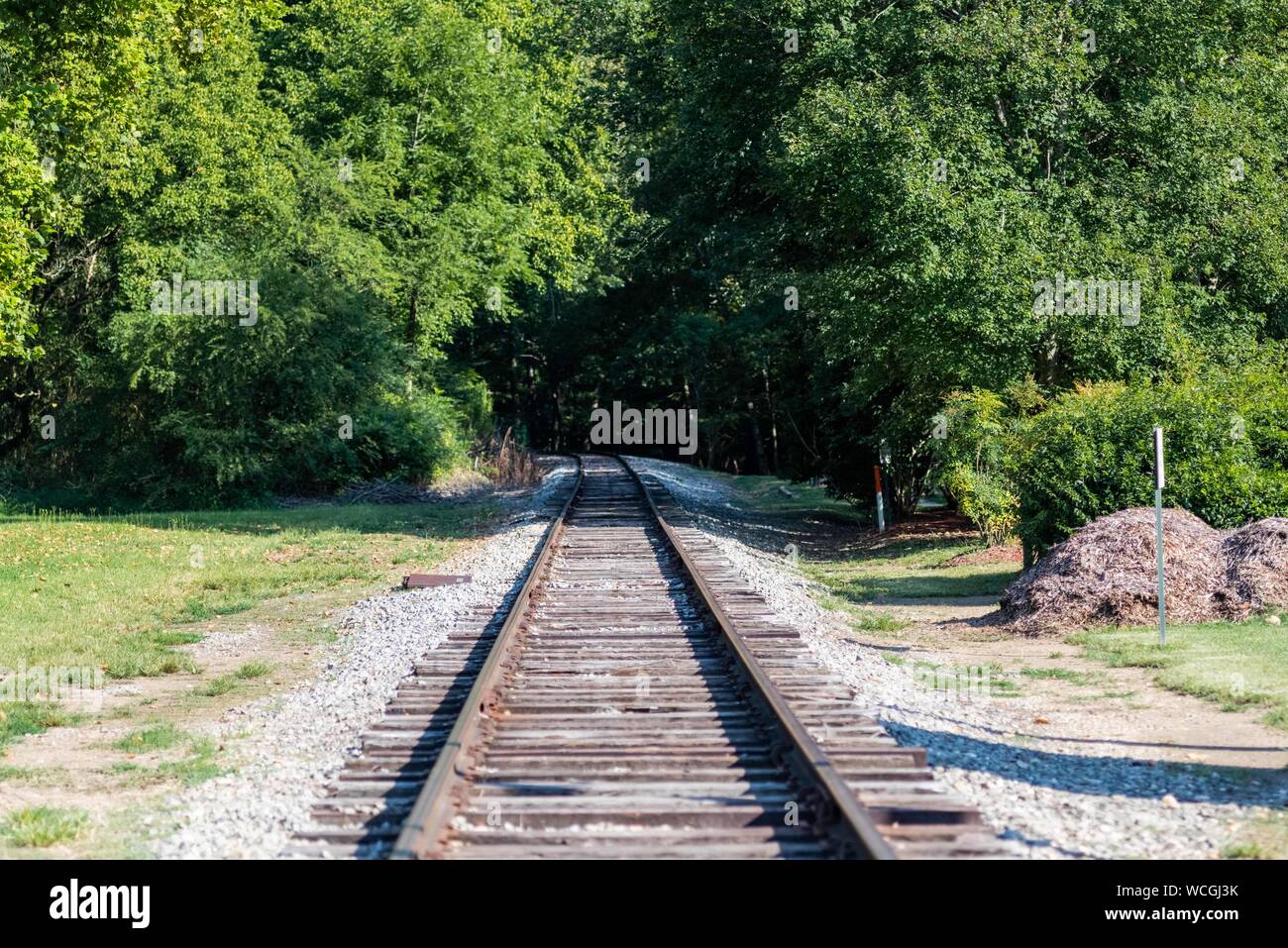 Railroad tracks with summer time trees Stock Photo Alamy