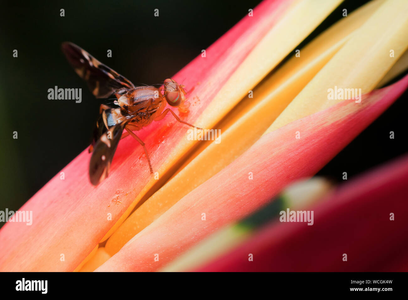 Close-up Of Fruitfly On Plant Stock Photo