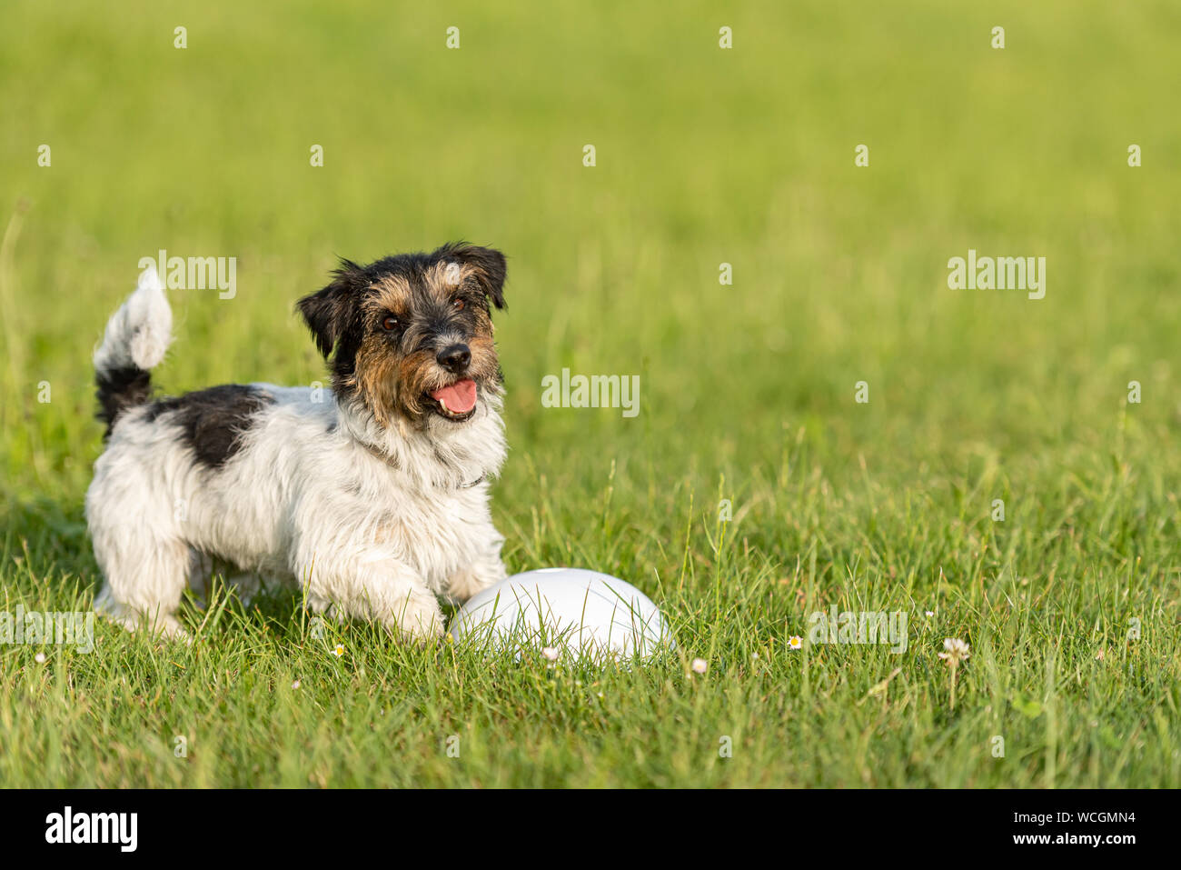 jack russell terrier training