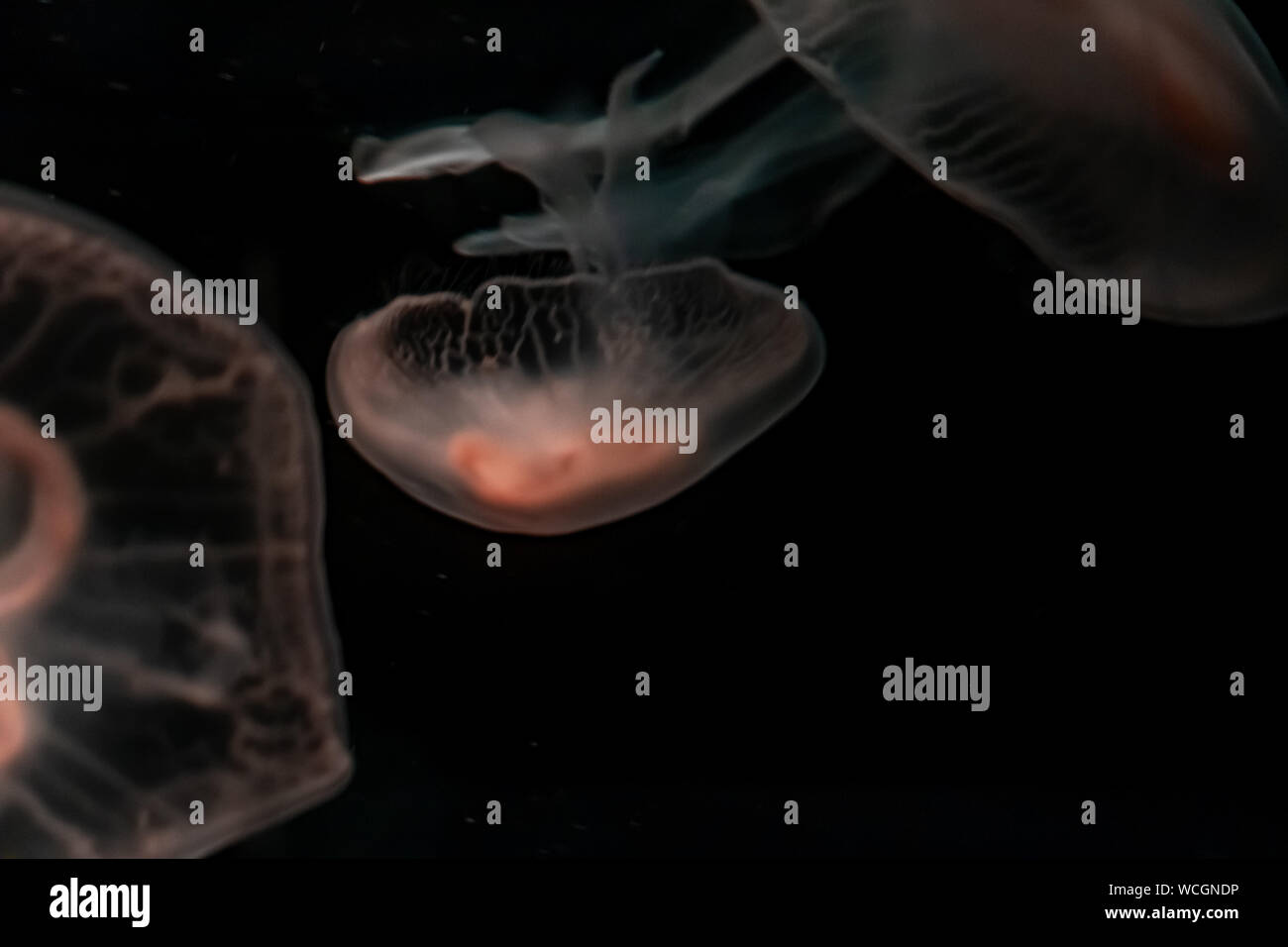 Sea Moon Jellyfish on a black background, close up Stock Photo - Alamy