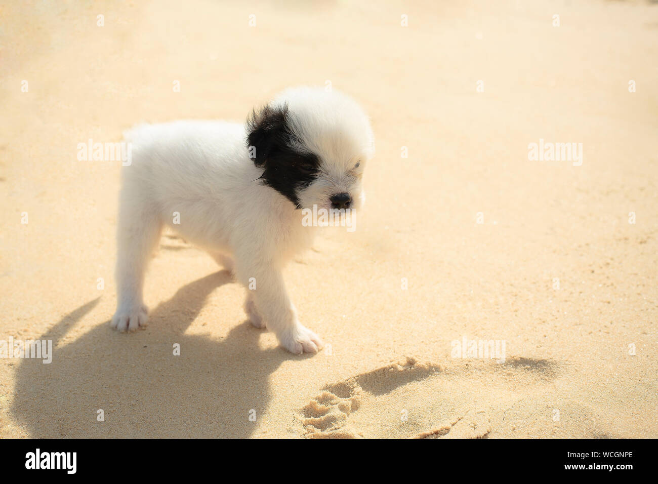 Close-up Of Puppy Walking On Beach Stock Photo