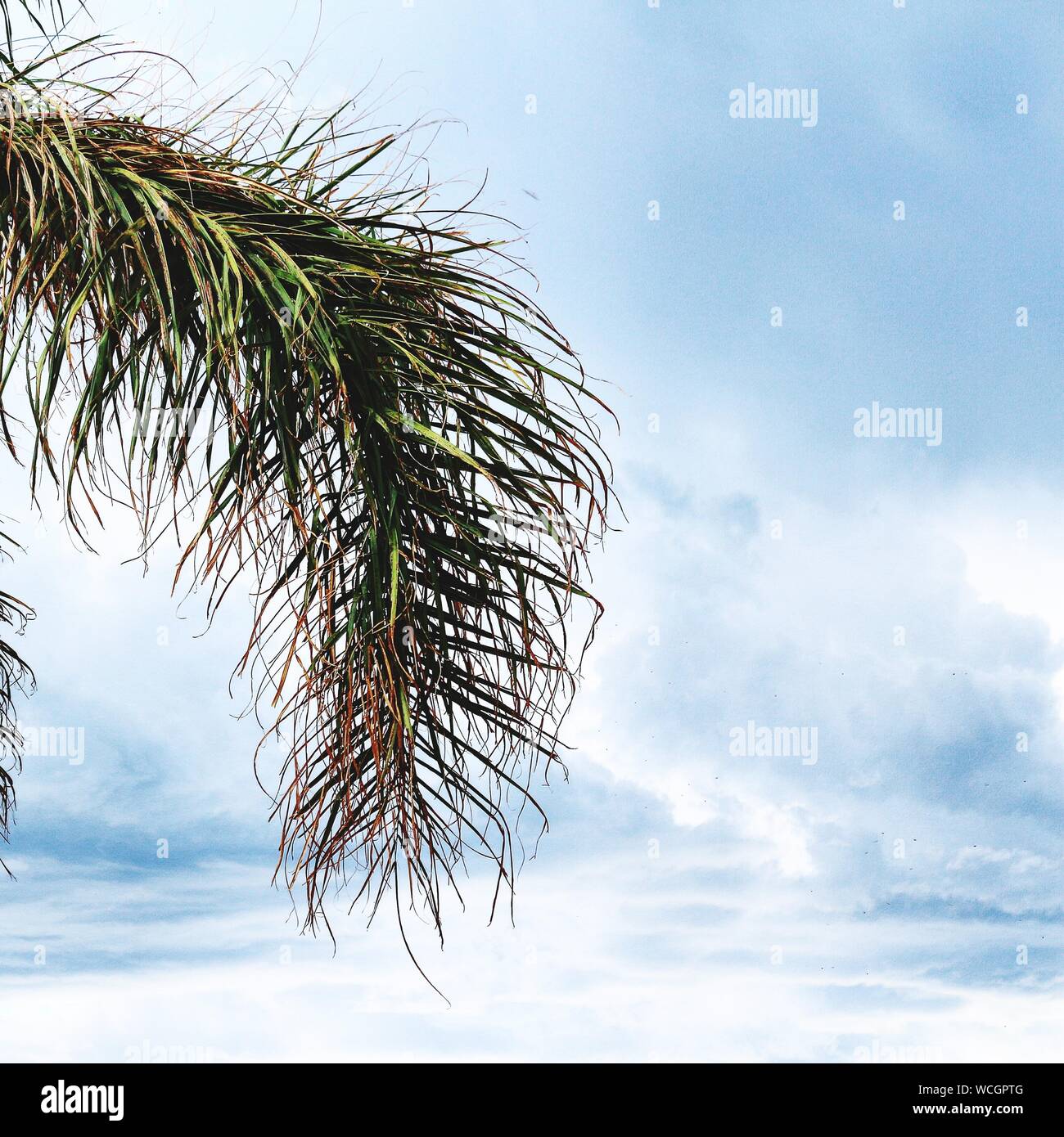 Palm Leaf Against Cloud Sky Stock Photo
