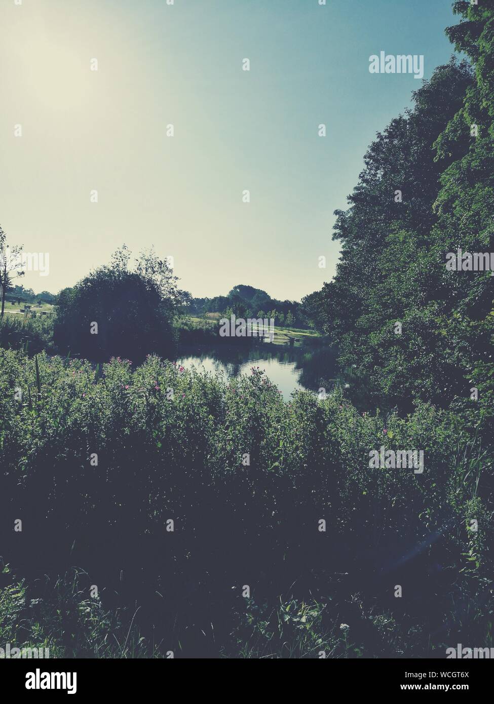 Trees Growing In Water Stock Photo Alamy